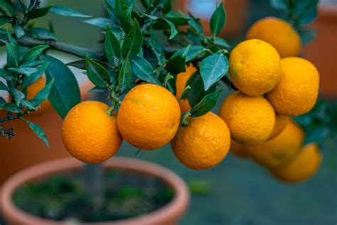 chino frucht|Chinotto (Frucht) – Wikipedia